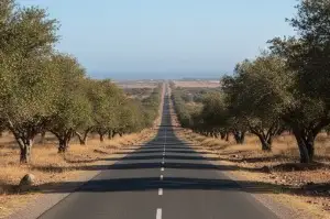 R207 national highway from Marrakech to Essaouira with argan tree landscape