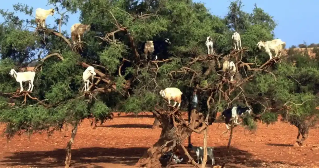 oats climbing argan trees on R207 highway between Marrakech and Essaouira Morocco